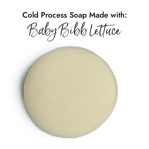 Baby Bibb Lettuce - Premium Fragrance Oil