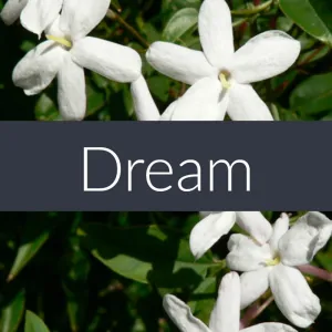 Dream Essential Oil Blend