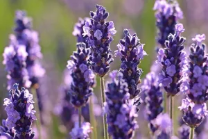 Essential Oil 5ml - Lavender