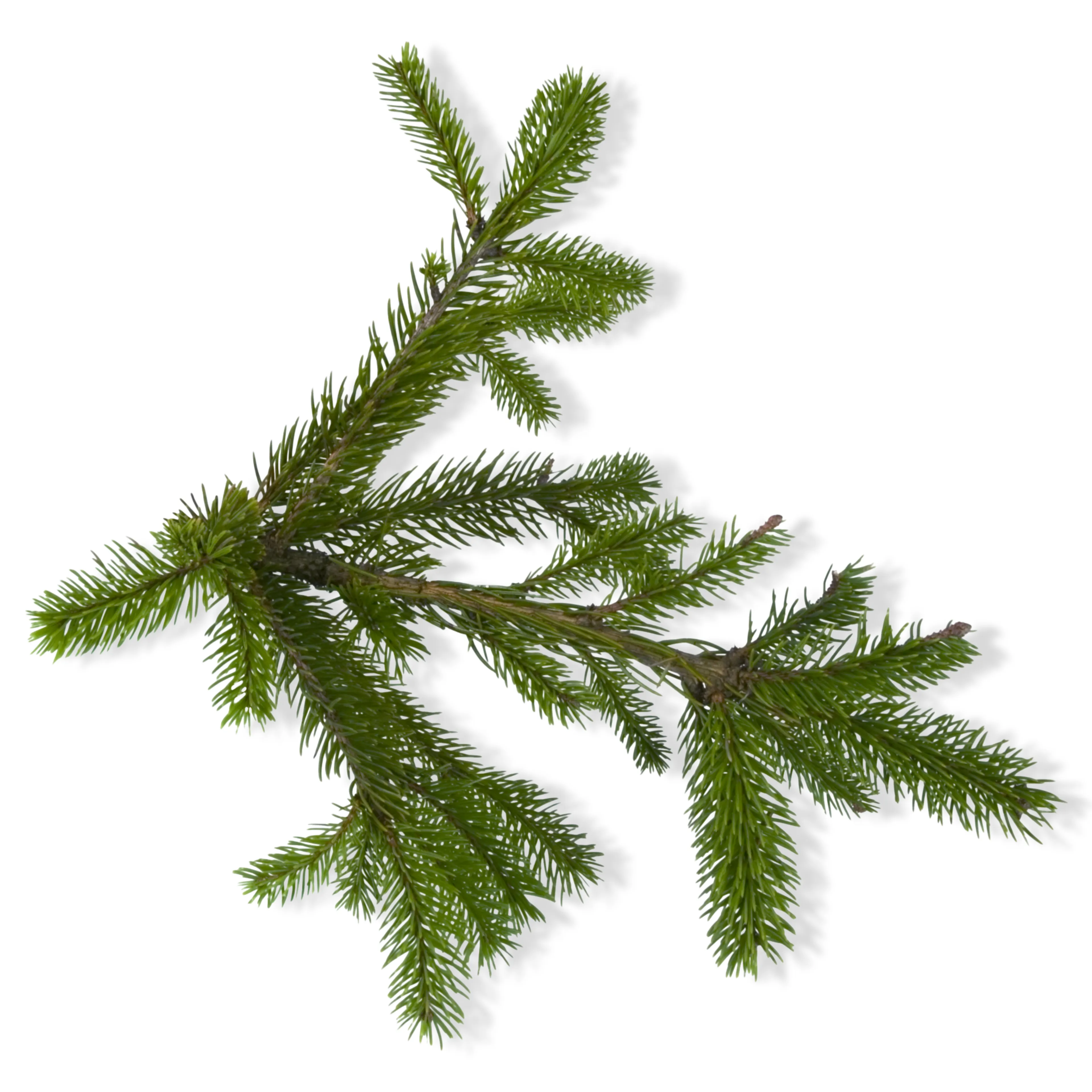 Essential Oil -Balsam Fir (Abies Balsamea)