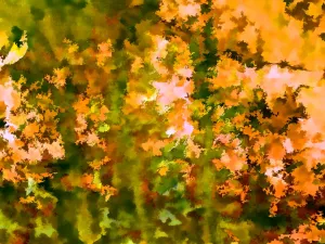 Evergreen Amber - Premium Fragrance Oil