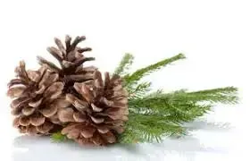 Fragrance Oil -Birchwood Pine