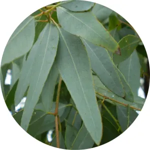 LIVING LIBATIONS - Eucalyptus Lemon Ironbark Essential Oil