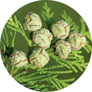 LIVING LIBATIONS - White Cedar Essential Oil