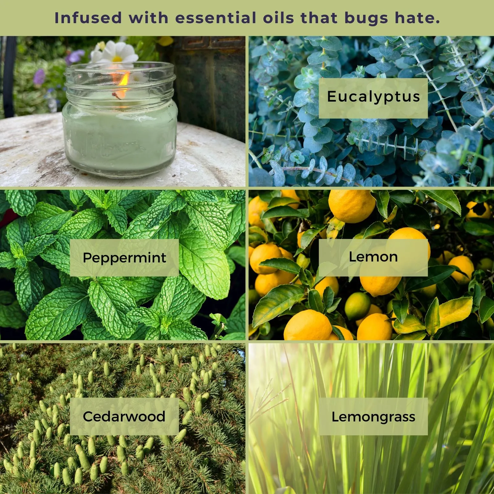 Mosquito Repellent Candle Natural Eucalyptus | 3 Oz Each, Set of 3 | Soy-Base, Infused with Essential Oils | Made in USA