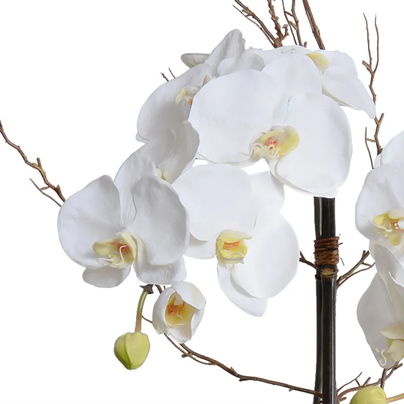 Phalaenopsis Orchid x2 w/Willow in Wicker Basket 36"H
