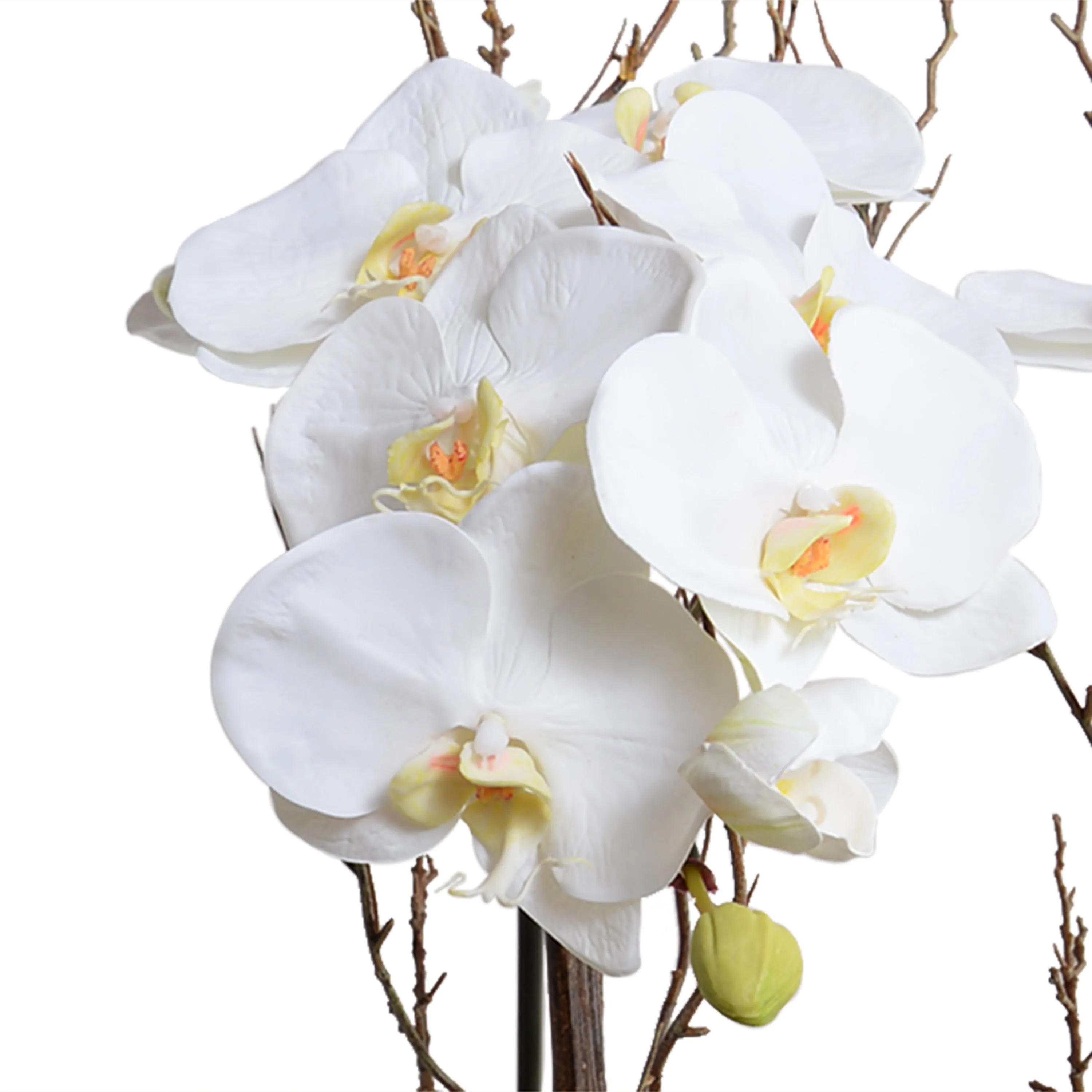 Phalaenopsis Orchid x2 w/Willow in Wicker Basket 36"H