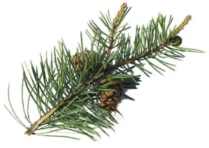 Pine Essential Oil 10ml