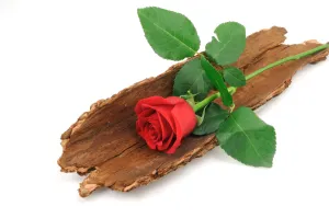 SANDALWOOD ROSE BBW*